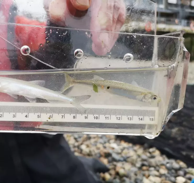 Animals in the Thames | ZSL Animals in the Thames | ZSL