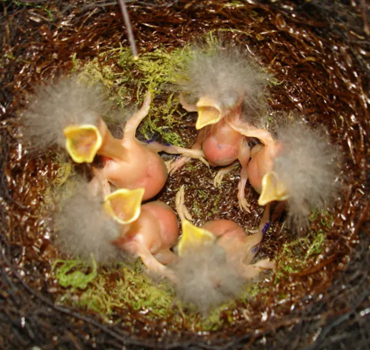 Hihi chicks in nest with fluffy heads