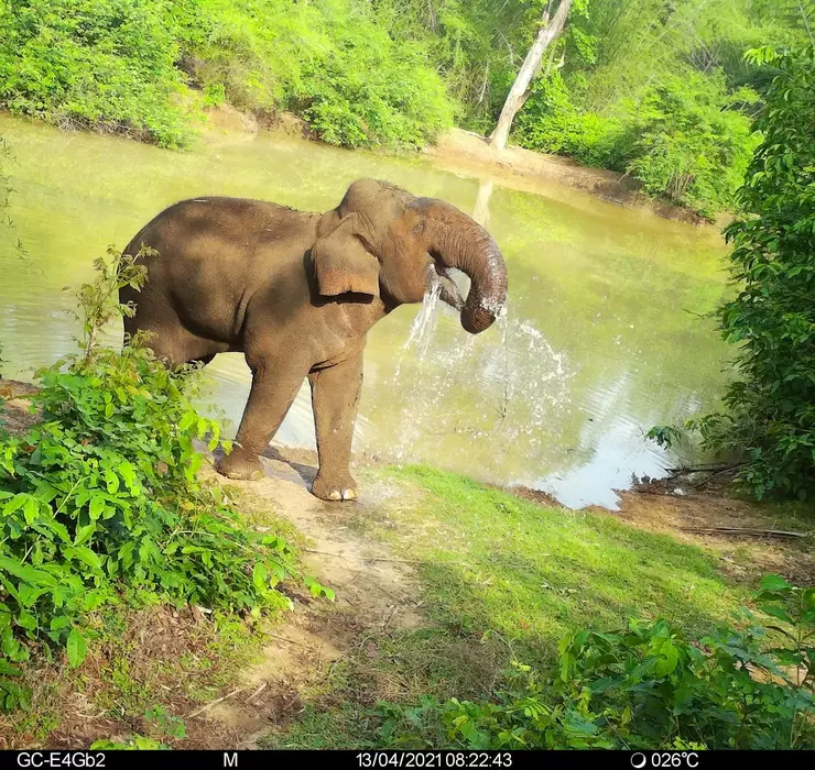 Camera trap image of an Asian elephant drinking from a body of water