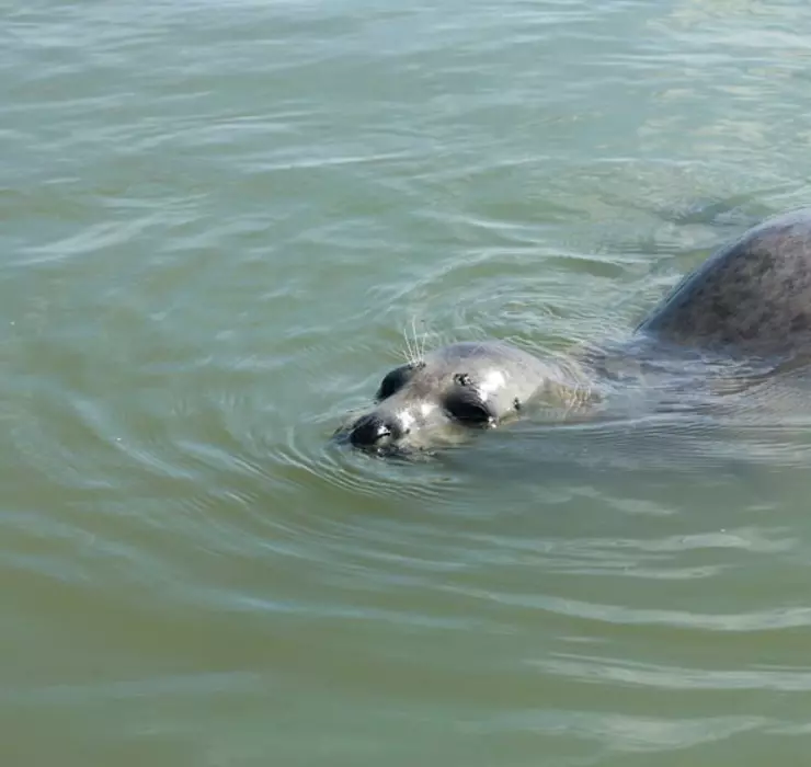 seal swimming in Thames