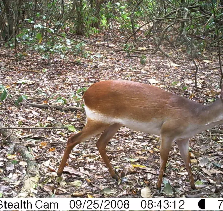 Aders' duiker caught on a camera trap
