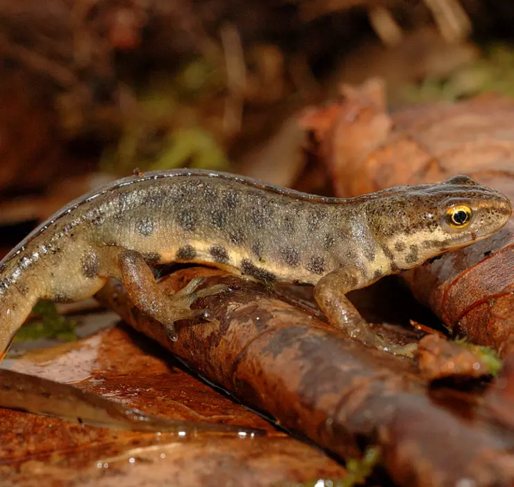 Smooth newt, which is native to the UK and found commonly in ponds, sitting in leaflitter.