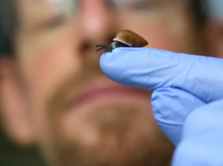 Partula affinis checked over at ZSL London Zoo by Dave Clarke, snail is sitting on his finger