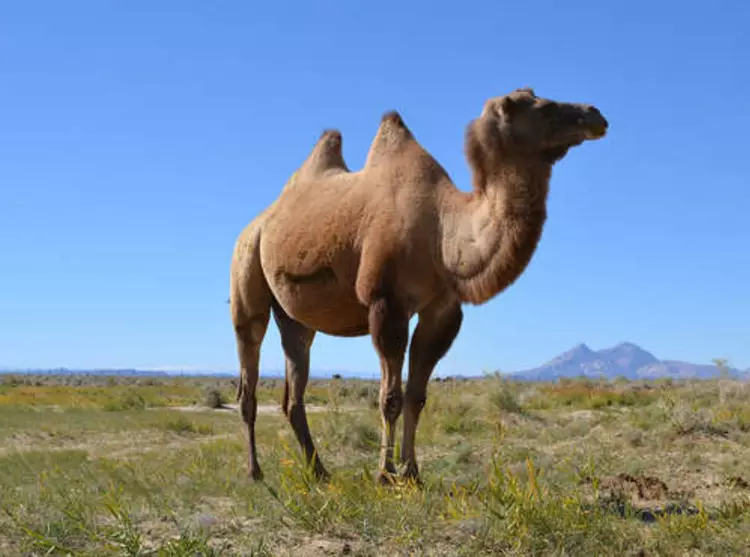 wild_camel_standing_in_desert_in_Mongolia