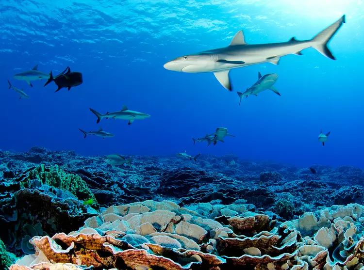 Ducie sharks swimming in the ocean above coral