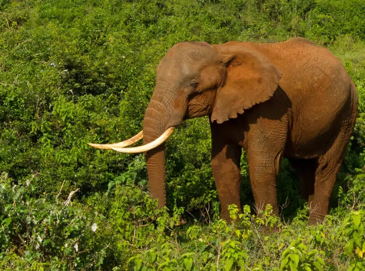 A forest elephant in it's forest habitat