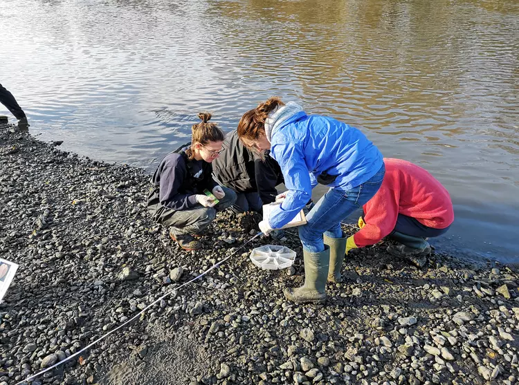 Volunteers digging for invasive shellfish on the banks of the River Thames