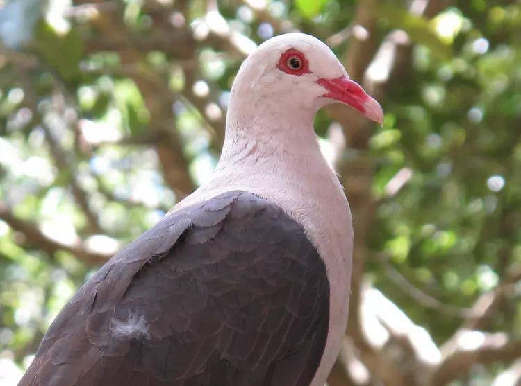 Pink pigeon in Mauritius 