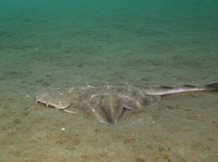 A juvenile angel shark burying into the sand