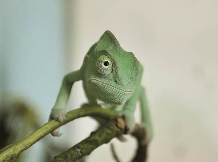 A veiled chameleon on a branch