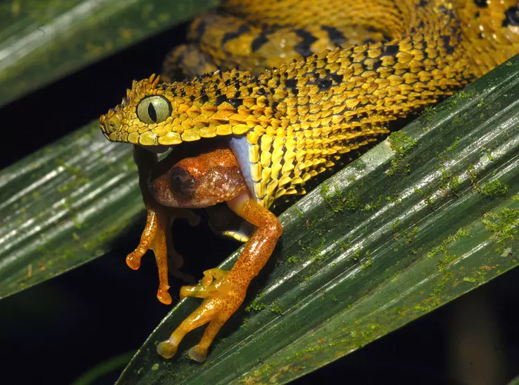 Atheris certaophora eating a frog