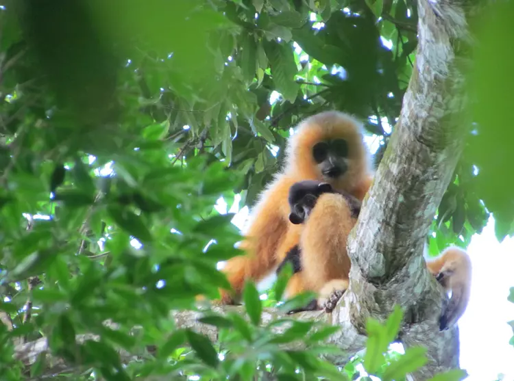 Female Hainan gibbon with infant