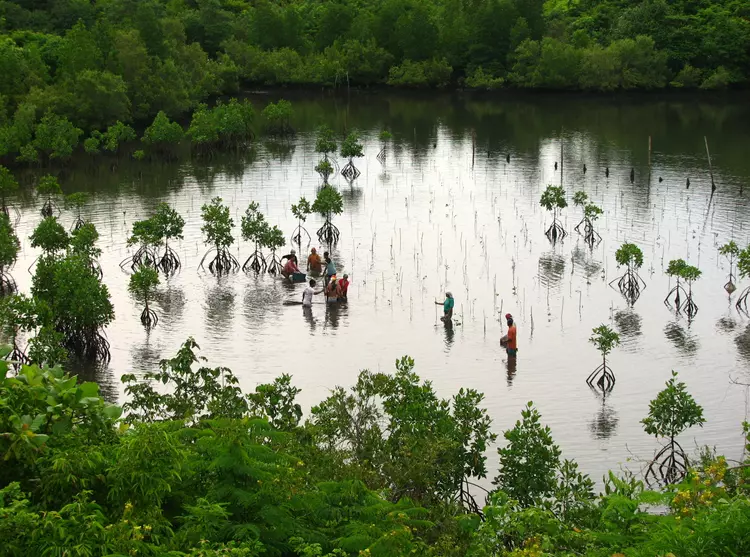 People wading through water to plant mangroves