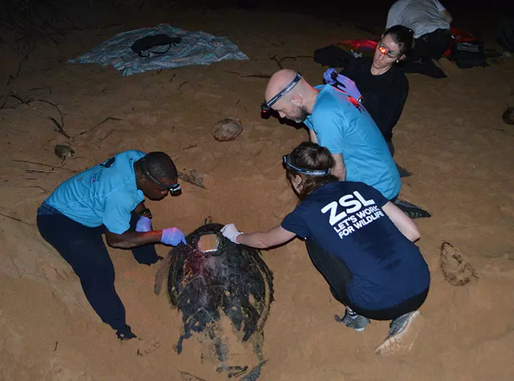 A group of conservationists tag a sea turtle on a beach