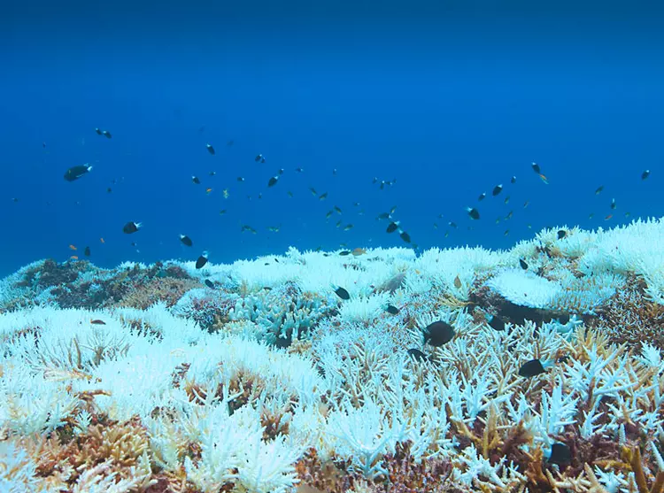 Underwater photo of a coral reef, many of which are colourless, with small black fish swimming above