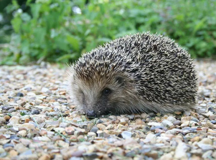 hedgehog-on-gravel