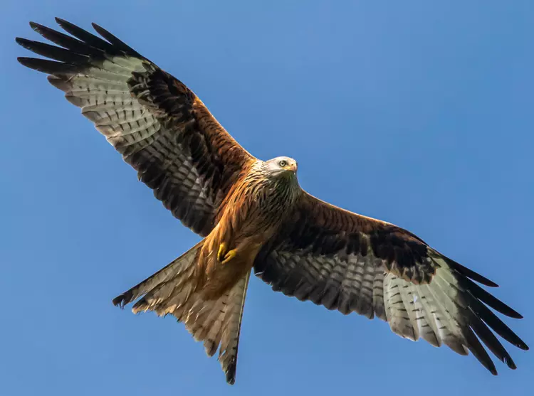 Red kite flying - identifying fork tail clearly visible 
