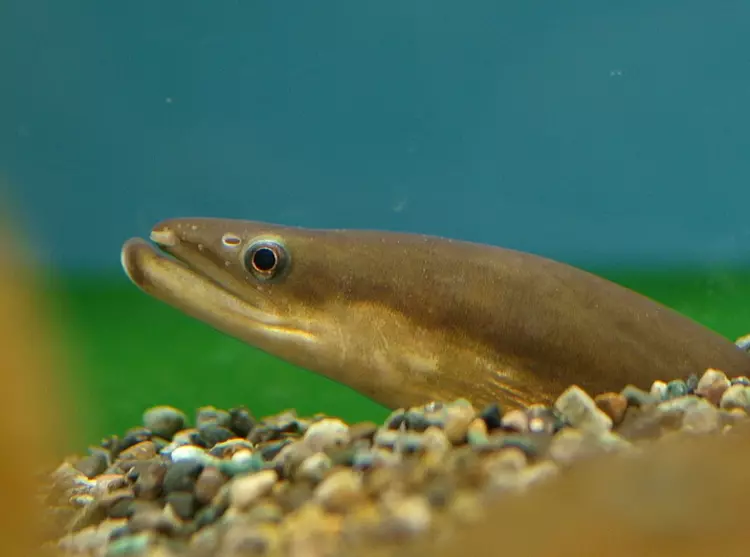 anguilla japonica japanese eel