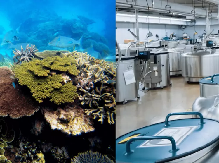 Coral reef and cryopreservation tanks