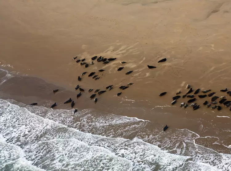 a group of seals seen during our aerial surveys in the Greater Thames estuary.