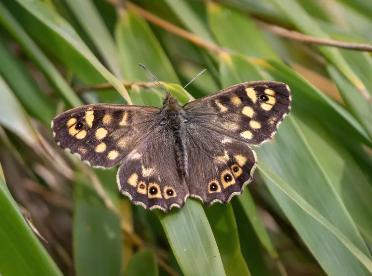 Speckled wood butterfly perched on a leaf, with its wings spread.