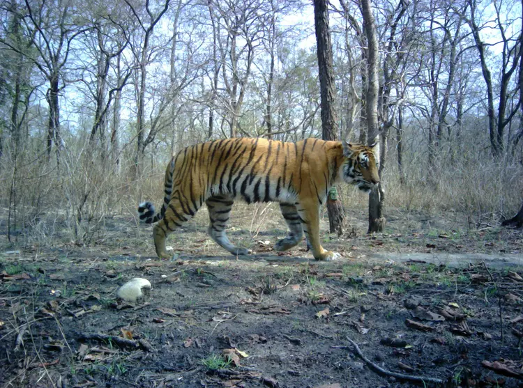 Tiger walking in the wild in Nepal photographed by a camera trap