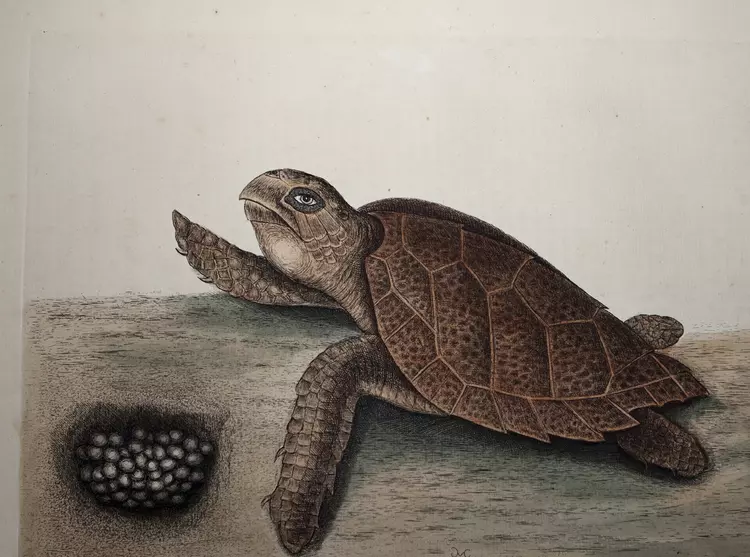 Mark Catesby drawing of turtle