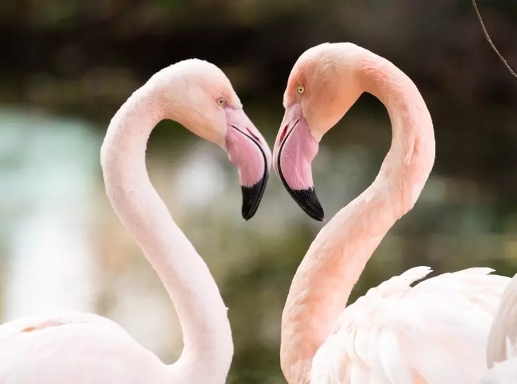 Two flamingos facing eachother at London Zoo