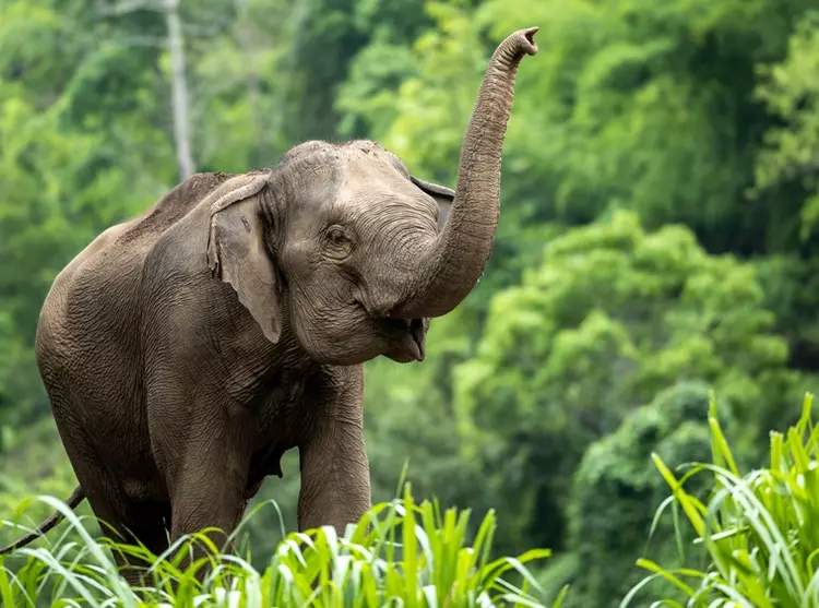 Asia Elephant in Thailand
