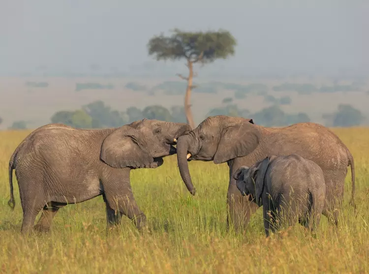 Elephants playing in the savanna of Masai Mara Kenya