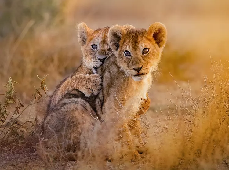 two lion cubs playing