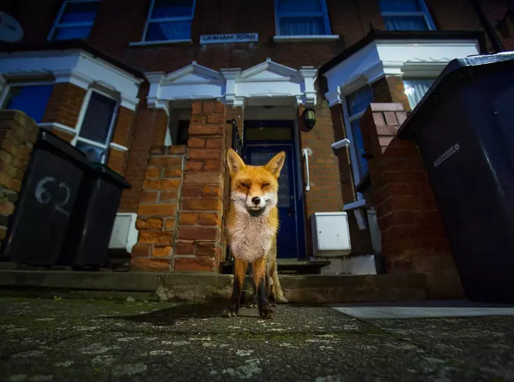 An urban fox outside terraced housing