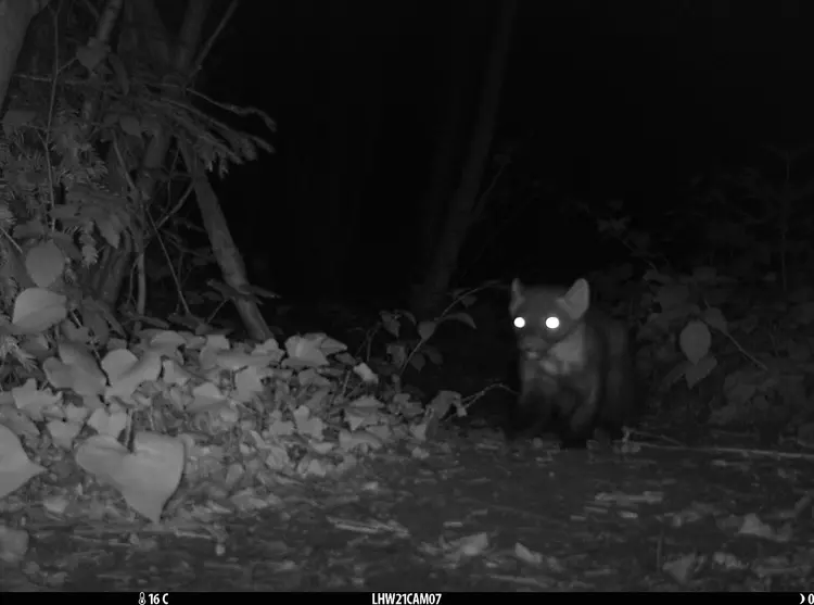 A pine marten image taken on a camera trap in London by ZSL conservationists