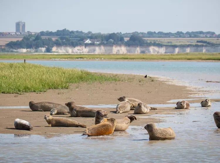 A group of seals from the Thames seal survey in 2021