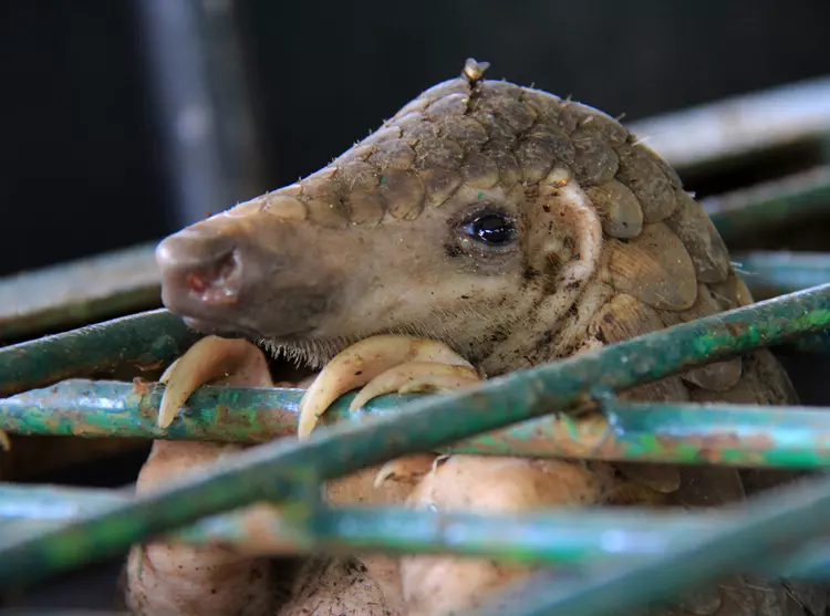 Pangolin in a cage found being sold in the illegal wildlife trade in Pekanbaru, Riau, Indonesia, before being rescued.