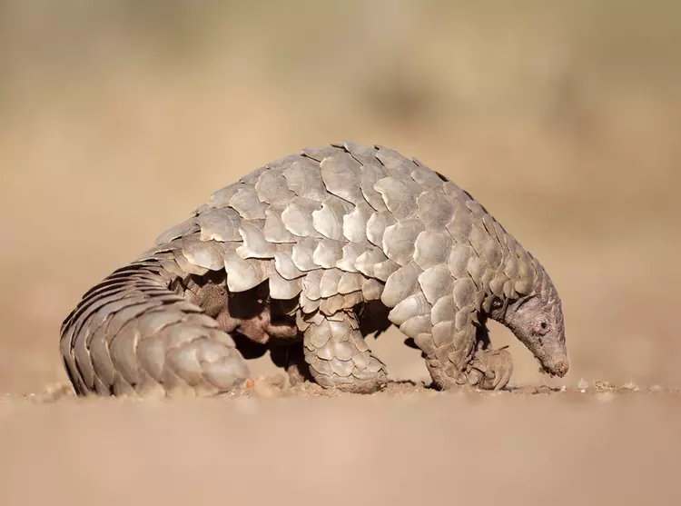 A pangolin searches for ants.