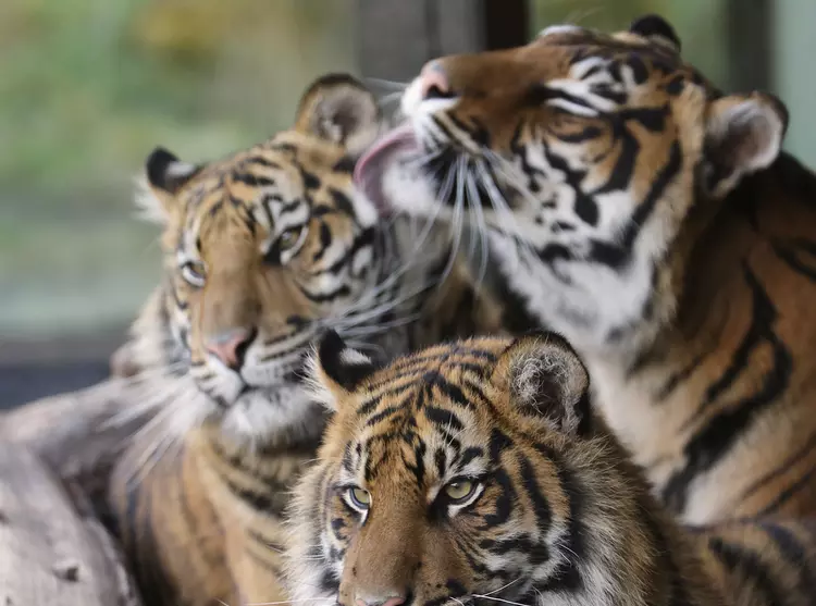 three tigers huddling