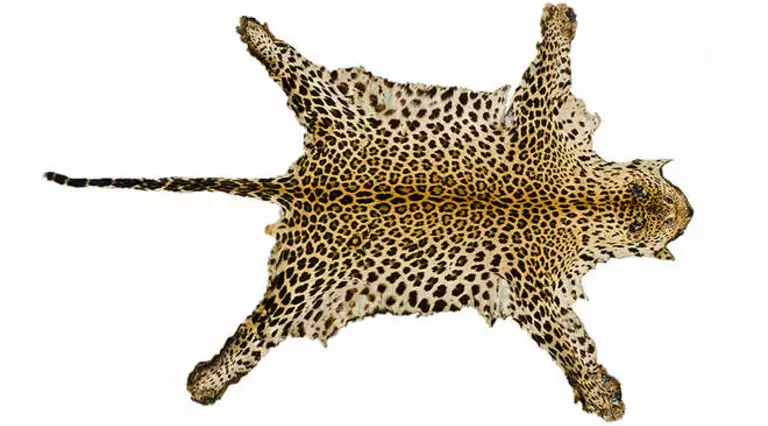 Leopard skin rug