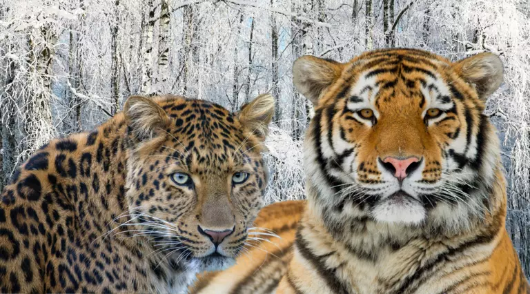  A close up of an Amur leopard and a tiger sitting down with snow covered trees in the background