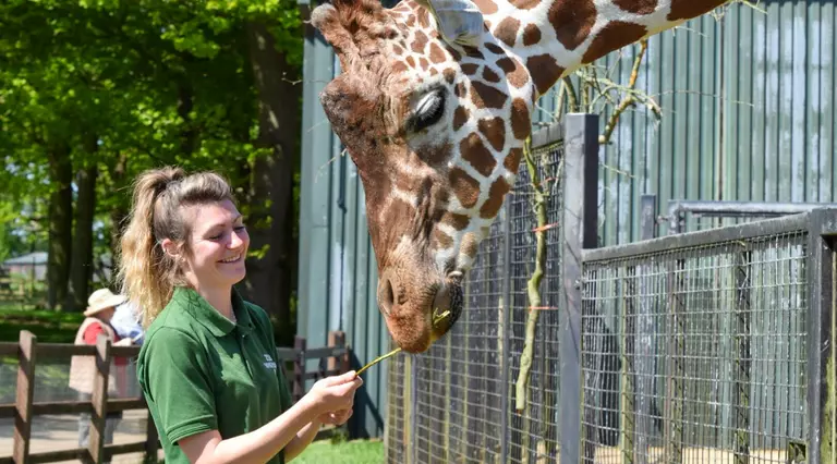 zookeeper_feeding_giraffe_at_zoo