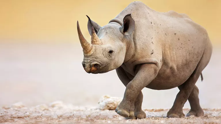 Black rhino walking