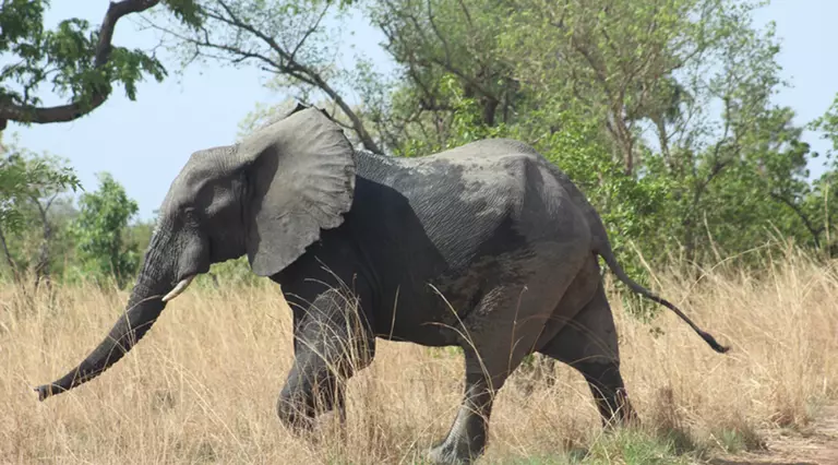 A West African elephant walks across the landscape in the WAP complex