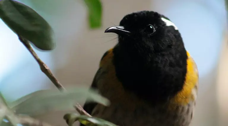 Male hihi close-up black head with a white streak, and yellow streaks along body