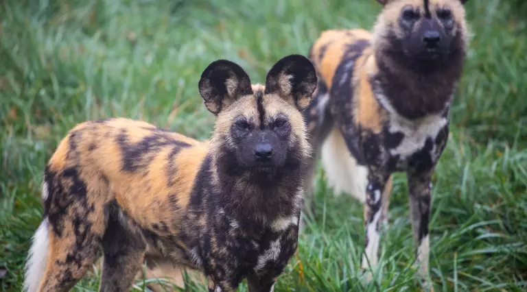 A pair of African wild dogs standing together at Whipsnade Zoo