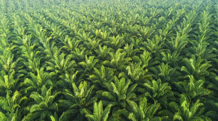 Palm oil plantation spreading endlessly. 