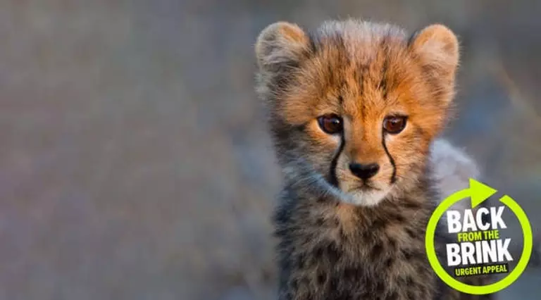 Back from the Brink ZSL website banner image