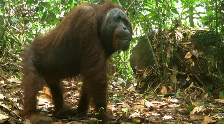 Bornean orangutan in camera trap Indonesia 