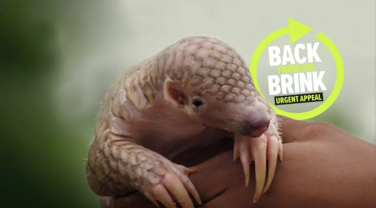 Pangolin back from the brink banner