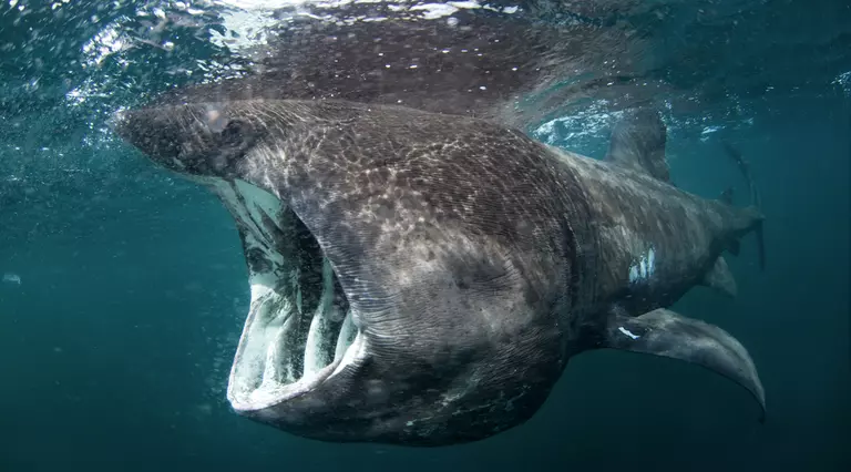 Basking shark in UK waters