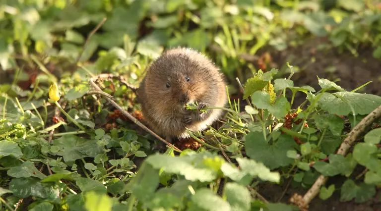 Water vole in UK eating